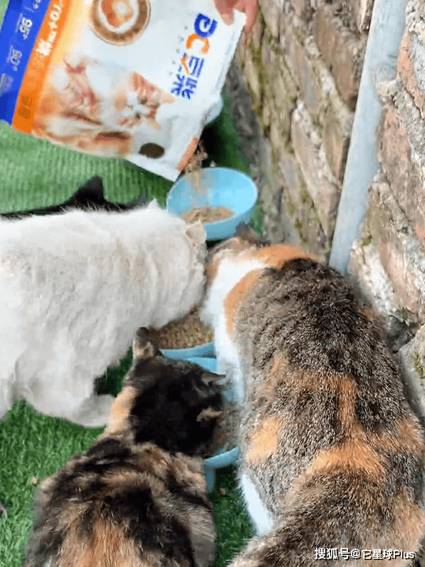 温暖:拆解宠物品牌CNY营销范例CQ9电子登录注册不谈促销只送(图15) 温暖:拆解宠物品牌CNY营销范例CQ9电子登录注册不谈促销只送(图15)